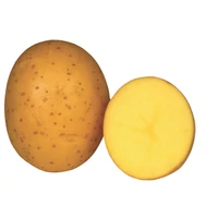 Vetőburgonya Anuschka 50 szem