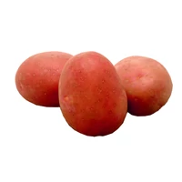 Vetőburgonya Red Sonia 50 szem