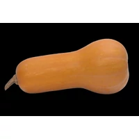 Sütőtök Orange 5000 szem ZKI-P