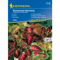 Díszcsalán színkeverék 'PG-K' KIEPENKERL