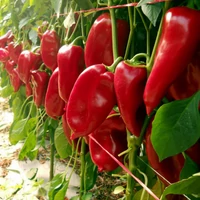Paprika Ionel (kápia) 5g