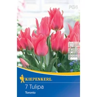 Tulipán greigii Toronto (7 db/cs) 'PG-4' KIEPENKERL