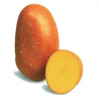 VB-LAURA-50SZ_picture