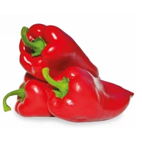 Kápia Paprika Navigator F1 5000 szem ZKI-P