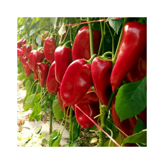 Paprika Ionel (kápia) 5g