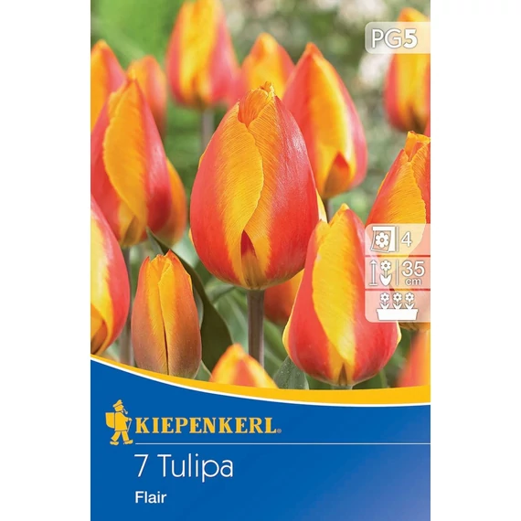 Tulipán korai egyszerű virágú Flair (7 db/cs) 'PG-5' KIEPENKERL