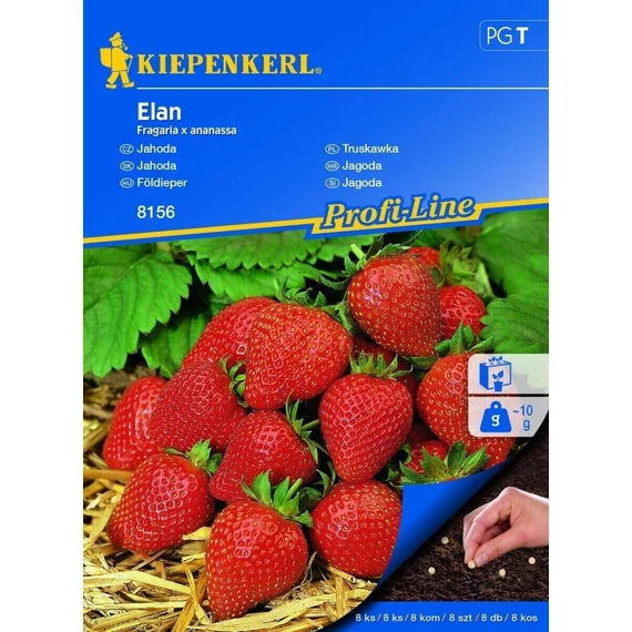 Szamóca drazsírozott Elan 'PG-T' KIEPENKERL