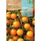 Paradicsom Cereza Amarilla 0,1g ROCALBA
