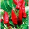Fűszerpaprika Kaldom 5g (Nagy kiszerelés) RÉDEI