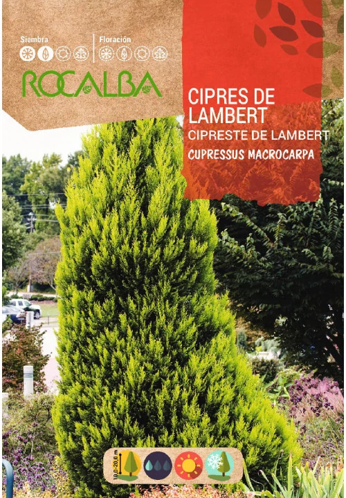 Monterey ciprus 1g ROCALBA