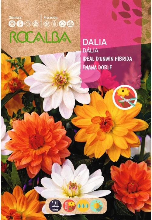 Dália D'unwin/Doble 2g ROCALBA