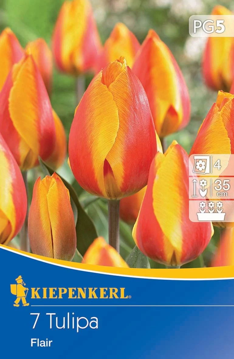 Tulipán korai egyszerű virágú Flair (7 db/cs) 'PG-5' KIEPENKERL