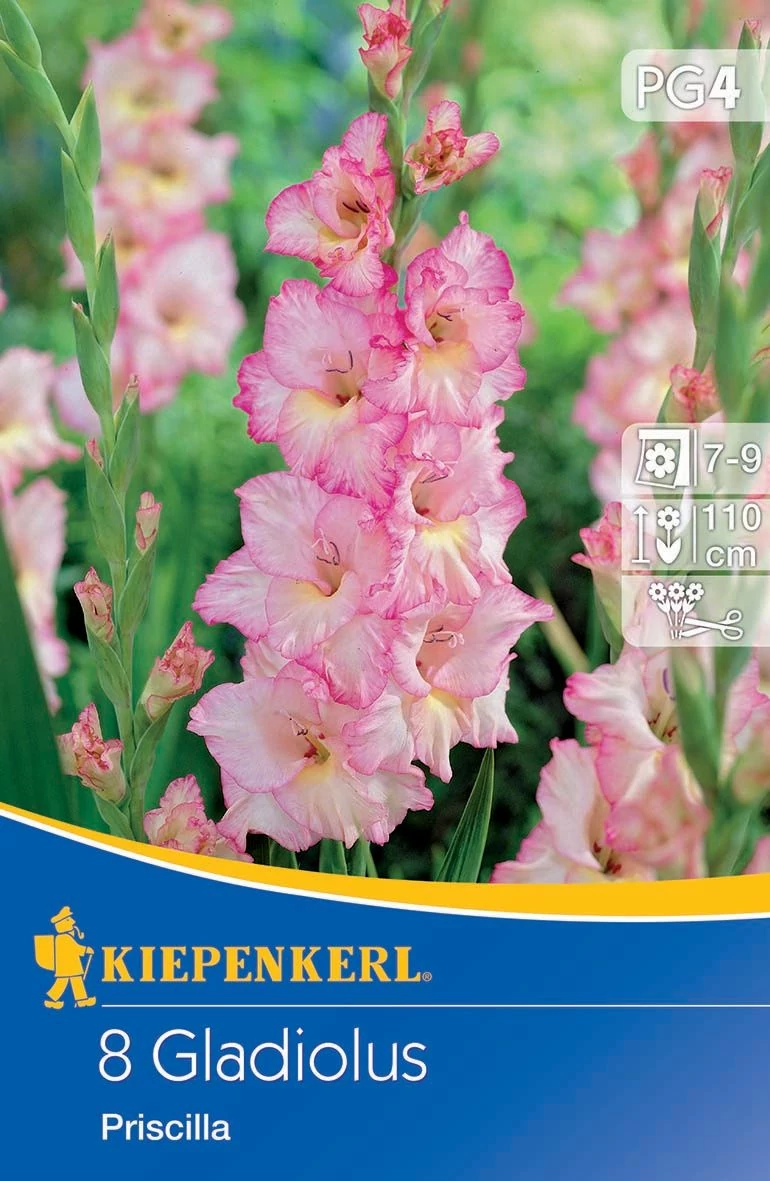 Kardvirág Priscilla (8db/cs) 'PG-4' KIEPENKERL