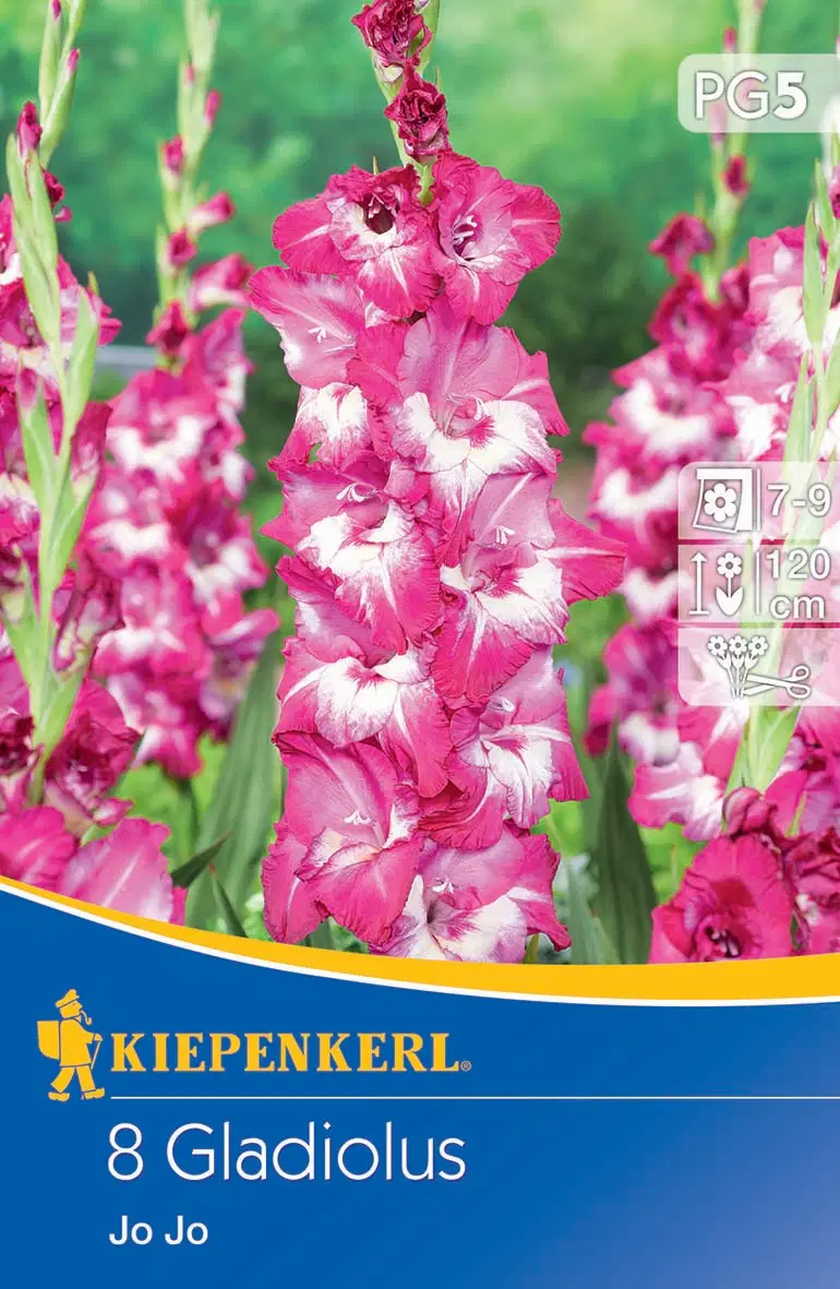 Kardvirág Jo Jo (8db/cs) 'PG-5' KIEPENKERL