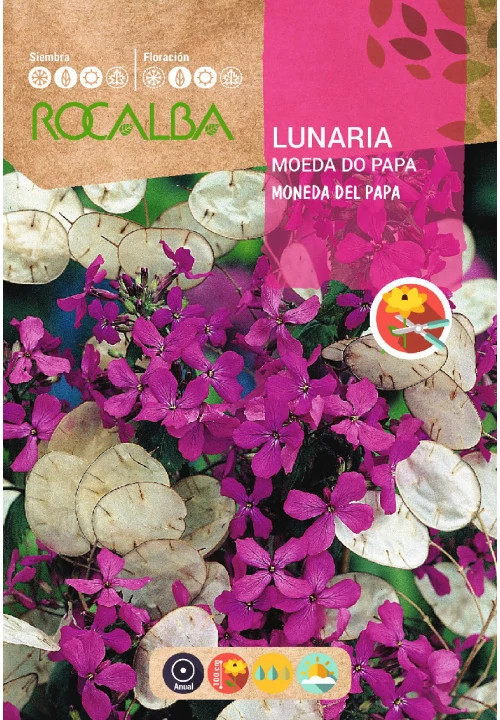 Holdviola 6g ROCALBA