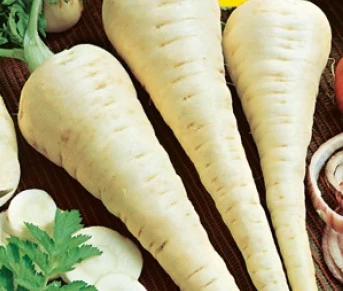Petrezselyem Korai cukor 50g (Nagy kiszerelés) RÉDEI