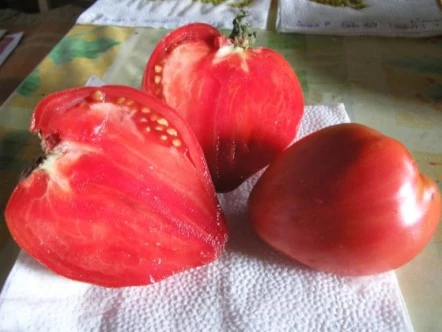 Paradicsom Ökörszív 25g (Nagy kiszerelés) RÉDEI